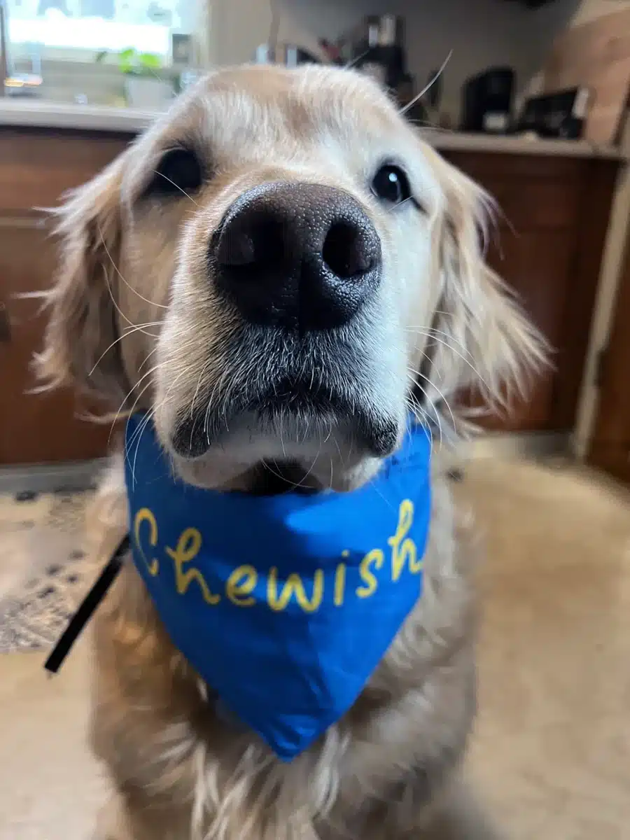Alameda Post - A golden retriever wearing a scarf that says "chewish"