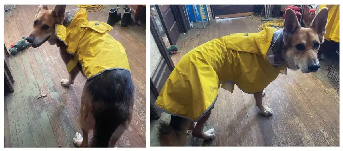Alameda Post - two photos of Mouf in a raincoat, looking unhappy