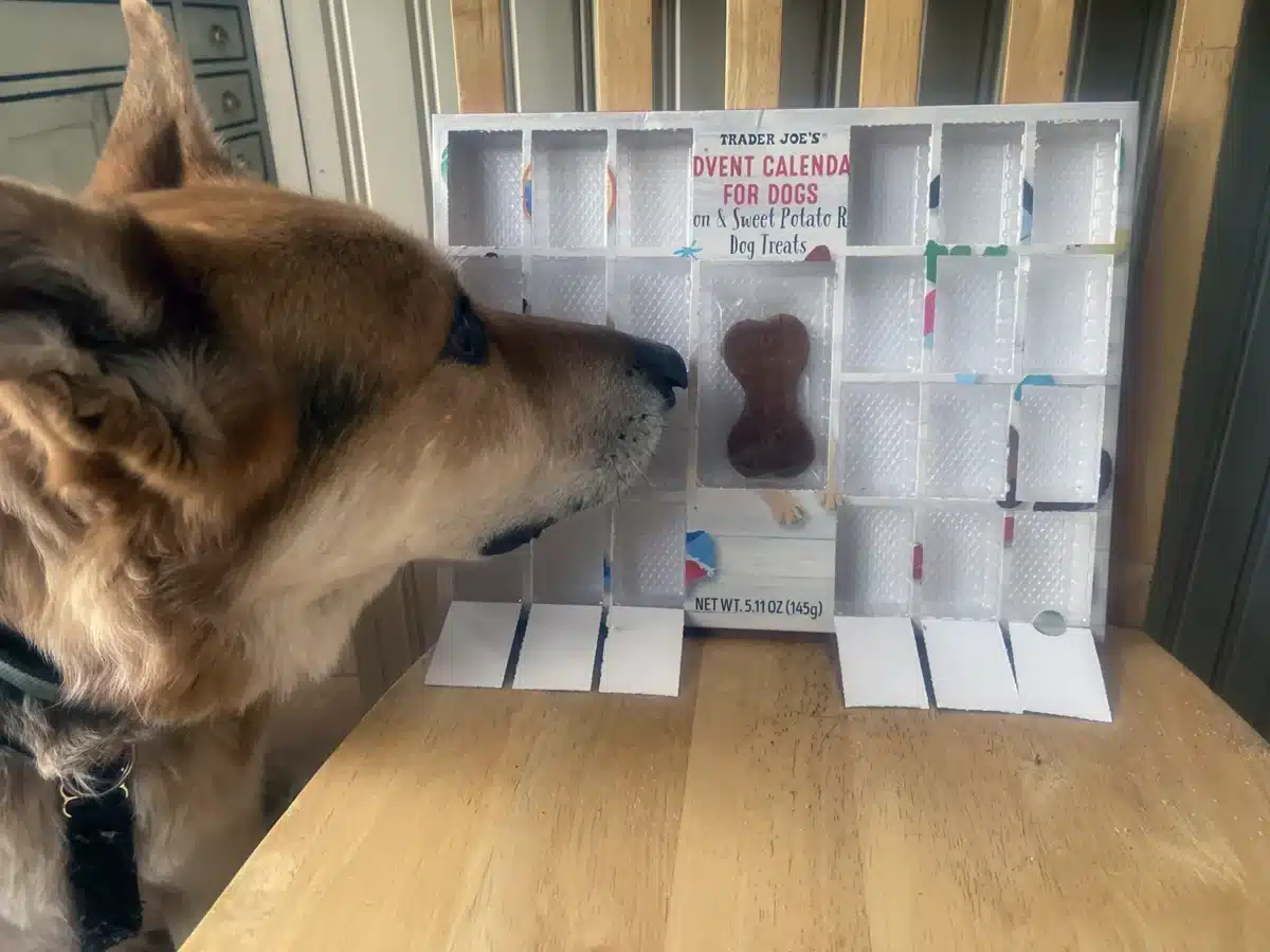 Alameda Post - Mouf the dog inspects the final treat in his doggy advent calendar