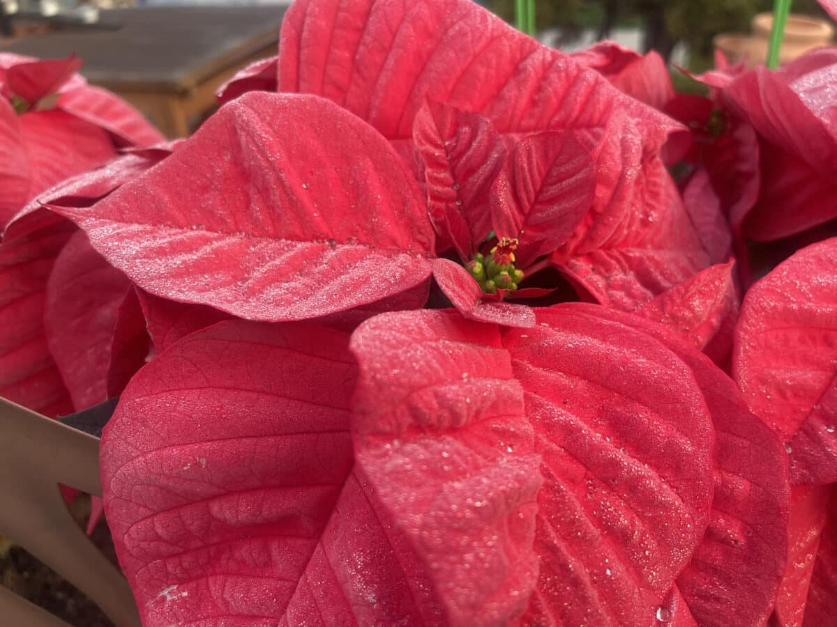 Alameda Post - a poinsettia 