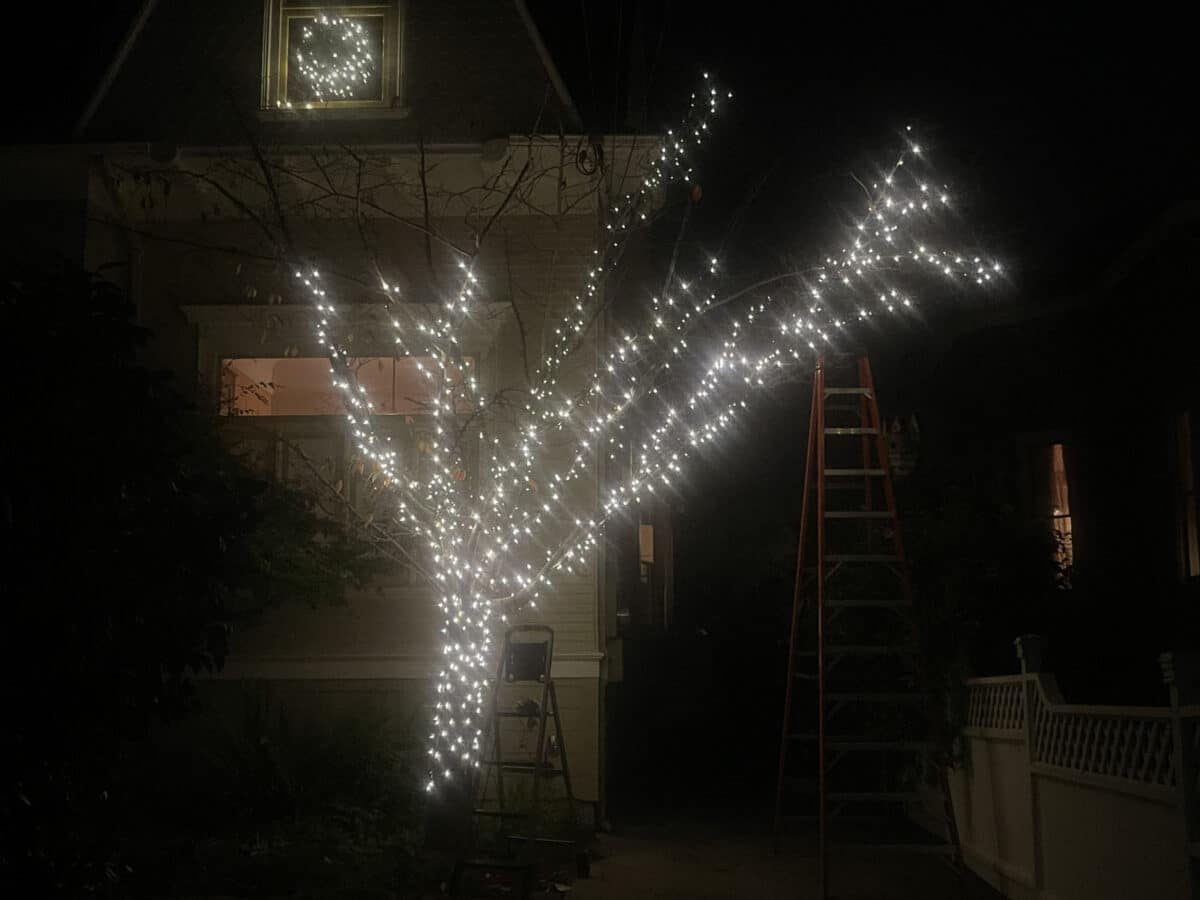 Alameda post - a ladder next to a leafless tree covered in Christmas lights in a yard