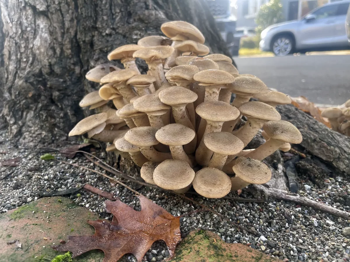 Alameda Post - mushrooms growing on a tree root