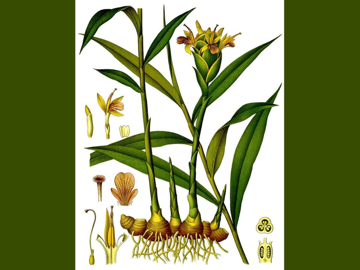 Alameda Post - a scientific drawing of the ginger plant