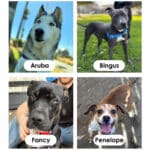 Alameda Post - a collage of adoptable dogs