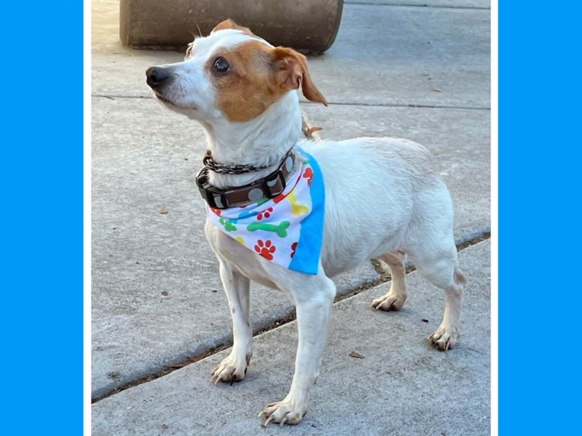 Alameda Post - Cleo the small adoptable dog wearing a bandana