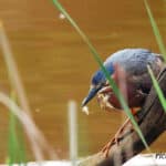 Alameda Post - a green heron perches on a branch above the water