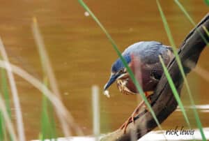 Alameda Post - a green heron perches on a branch above the water