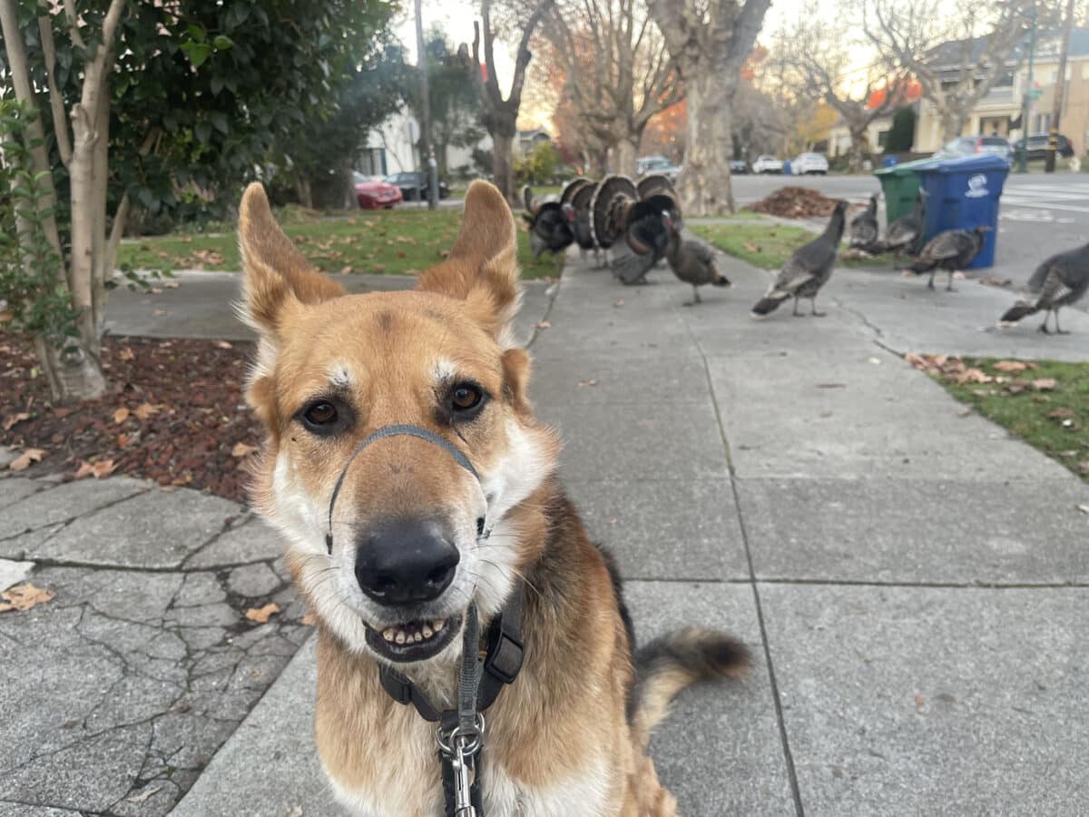 Alameda Post - Mouf the dog sits on the sidewalk in front of turkeys in Alameda
