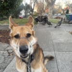 Alameda Post - Mouf the dog sits on the sidewalk in front of turkeys in Alameda
