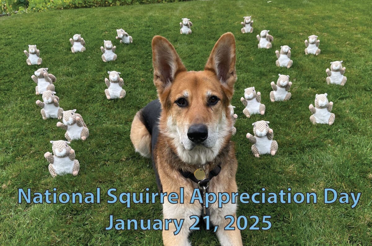 Alameda Post - Mouf the dog sits on a lawn with a bunch of squirrel plushes. Text at the bottom reads, "National Squirrel Appreciation Day January 21, 2025"