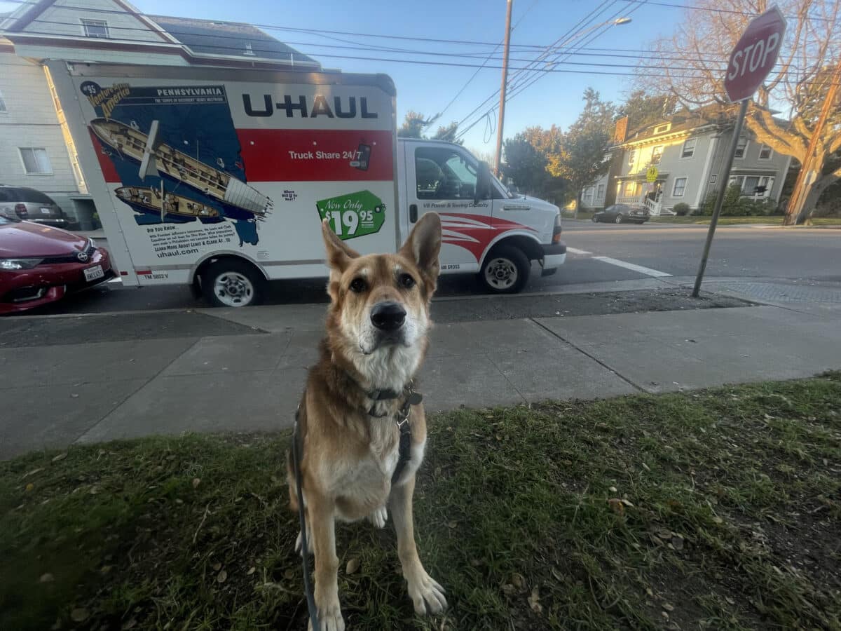 Alameda Post - a dog sits in front of a road. On the road, right next to a stop sign, a uhaul is parked.