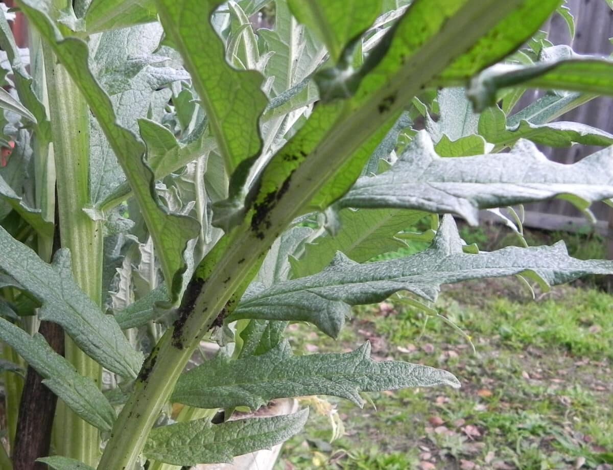 Alameda Post - aphids on the underside of leaves in a garden