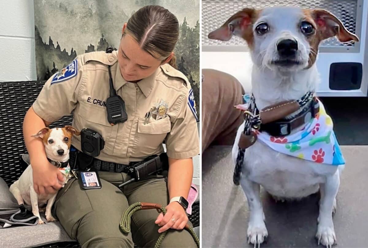 Alameda Post - Cleo the adoptable dog