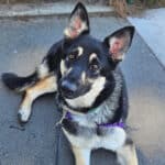 Alameda Post - Starr, a small German shepherd