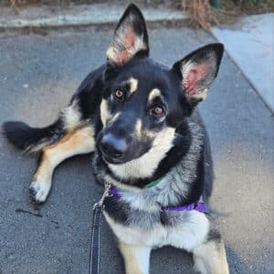 Alameda Post - Starr, a small German shepherd
