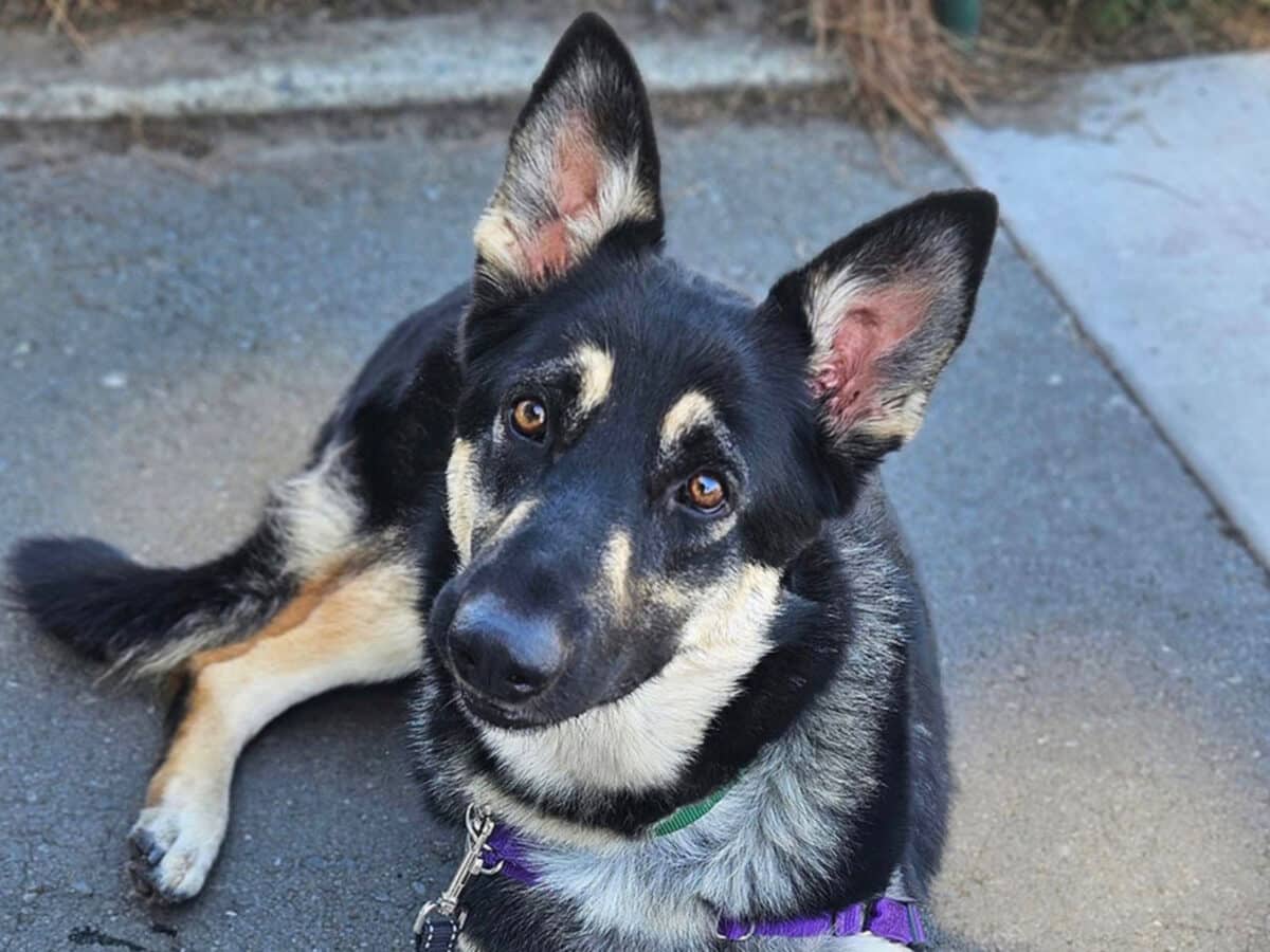Alameda Post - Starr, a small German shepherd