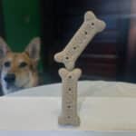 Alameda Post - Mouf looks at a table, where two milk bones are balanced on top of each other