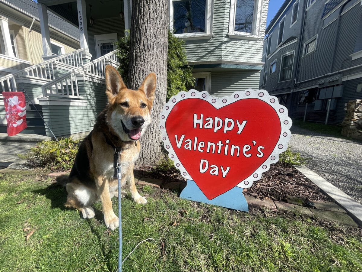 Alameda Post - Mouf the dog poses on a lawn next to a sign that says "Happy Valentine's Day"