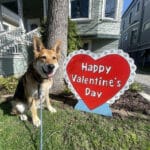 Alameda Post - Mouf the dog poses on a lawn next to a sign that says "Happy Valentine's Day"
