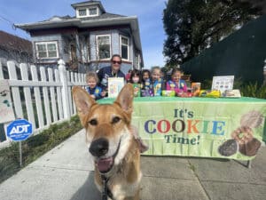 Alameda Post - Mouf the German Shepherd mix sits in front of a girl scout cookie table where scouts are selling cookies