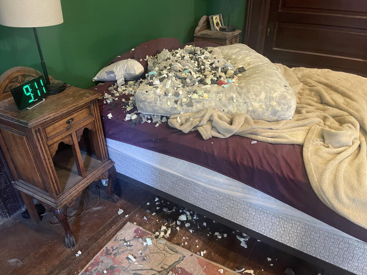 Alameda Post - a shredded dog bed on top of a human bed