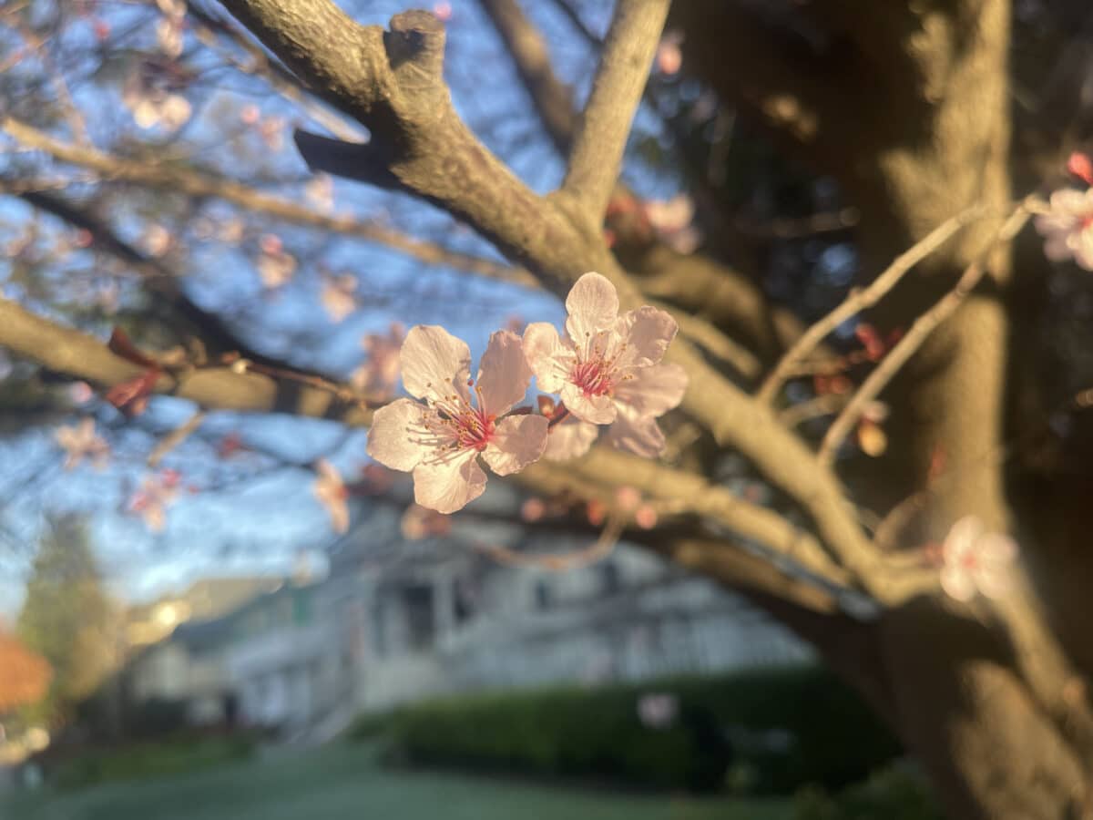 Alameda Post - cherry blossoms on a tree