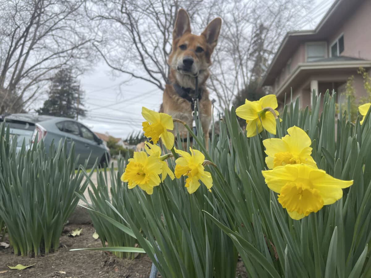 Alameda Post - yellow daffodils and Mouf the dog