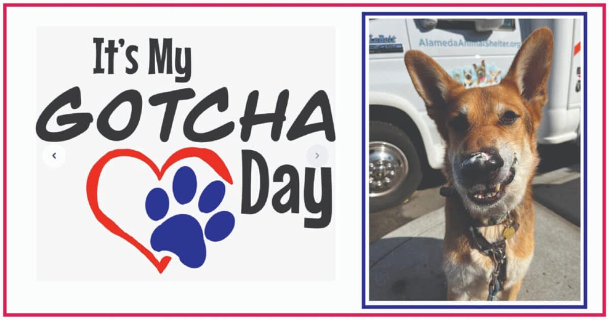 Alameda Post - a graphic that says "It's my Gotcha Day" and a photo of Mouf the dog with icing on his nose