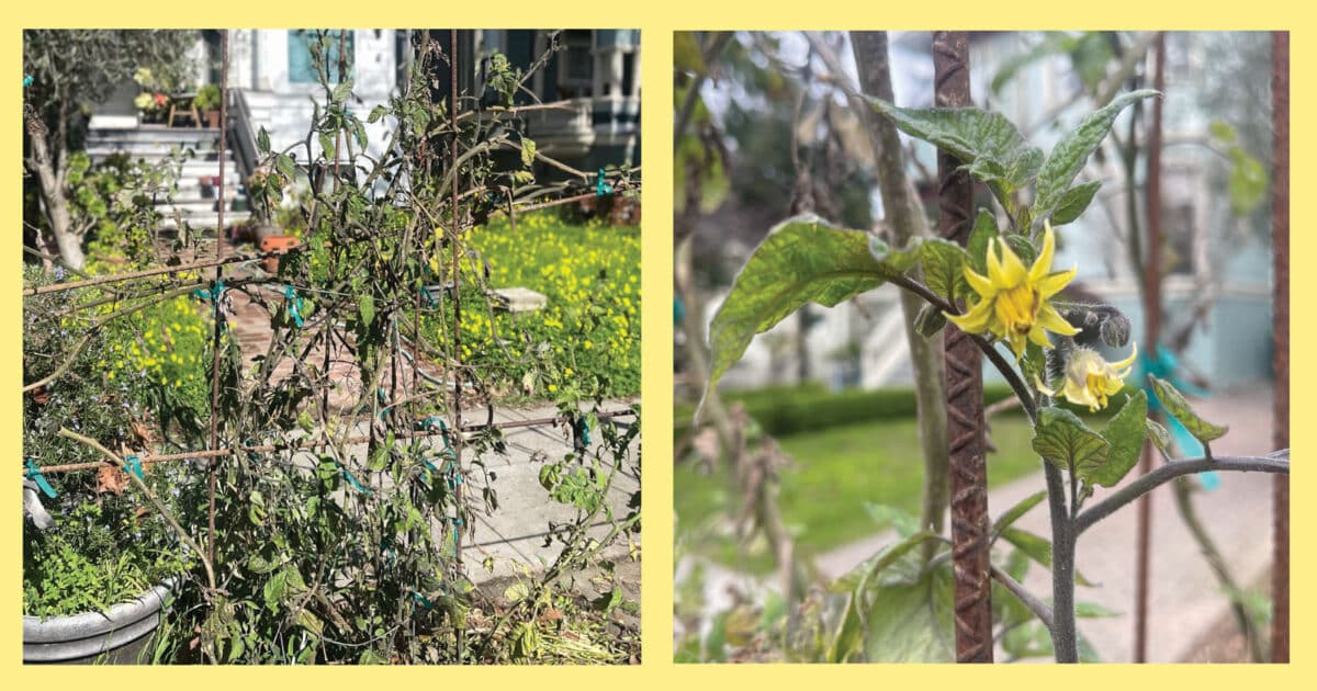 Alameda Post - tomato vines and flowers