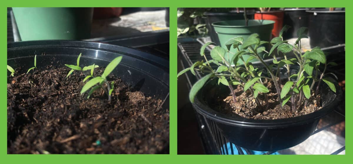 Alameda Post - tomato seedlings