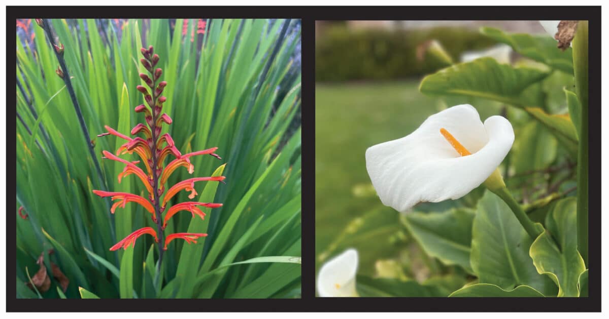 Alameda Post - flowering plants