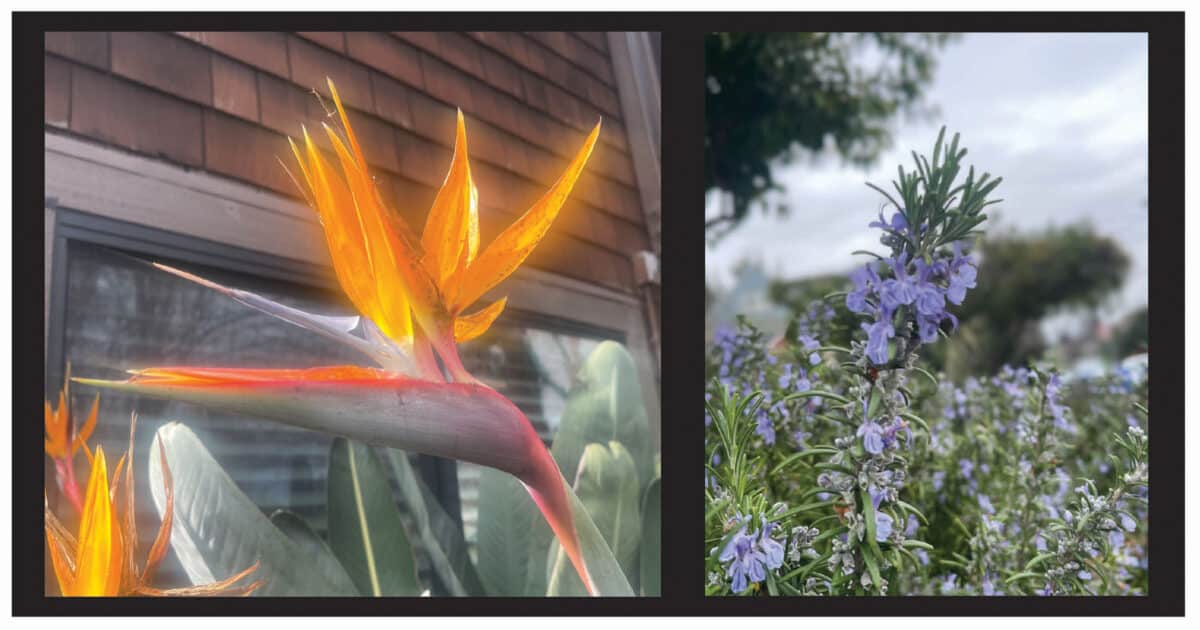 Alameda Post - flowering plants