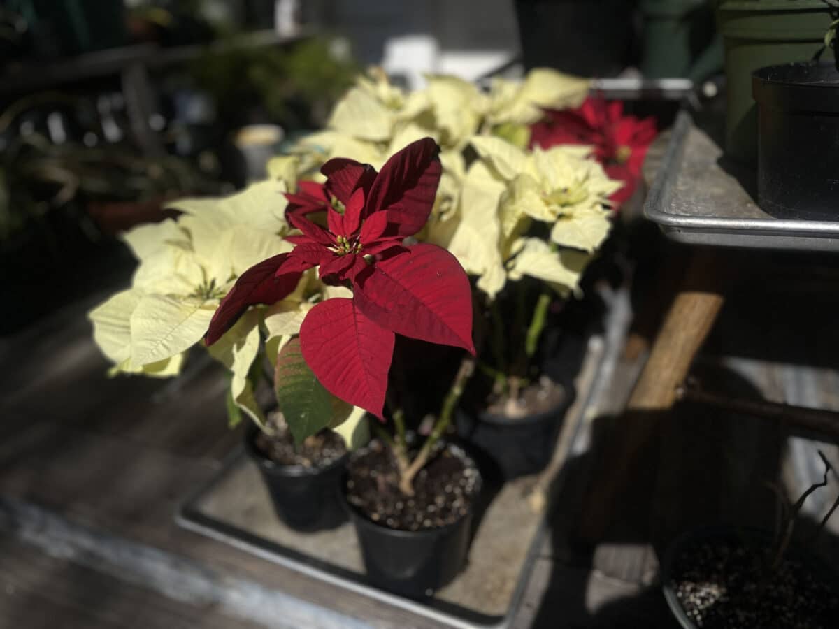 Alameda Post - poinsettias