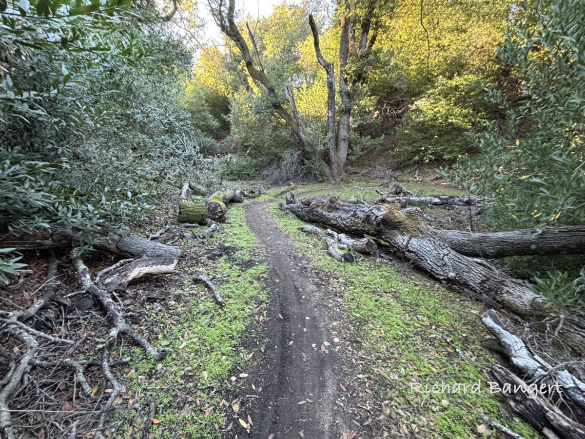 Alameda Post - a narrow biking trail with tire tracks