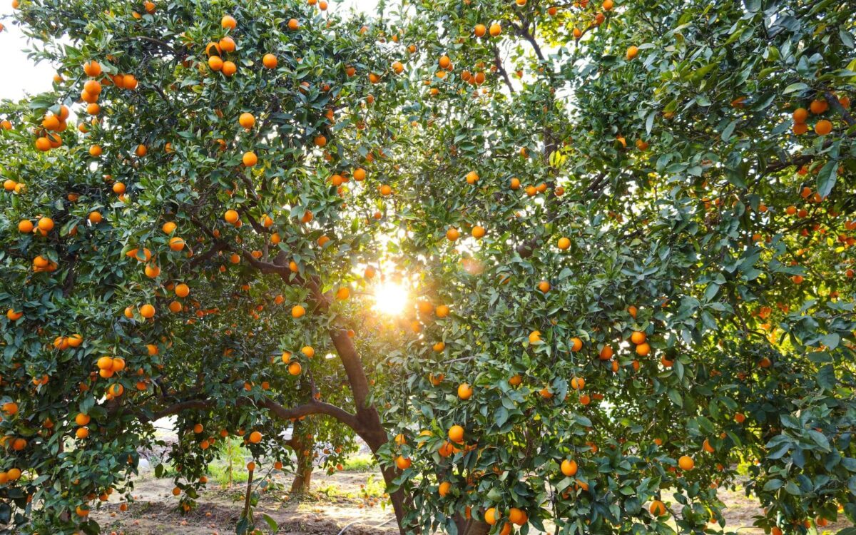 Alameda Post - An orange tree