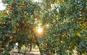 Alameda Post - An orange tree