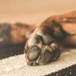 Alameda Post - a photo of a dog's front paws