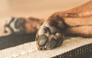 Alameda Post - a photo of a dog's front paws
