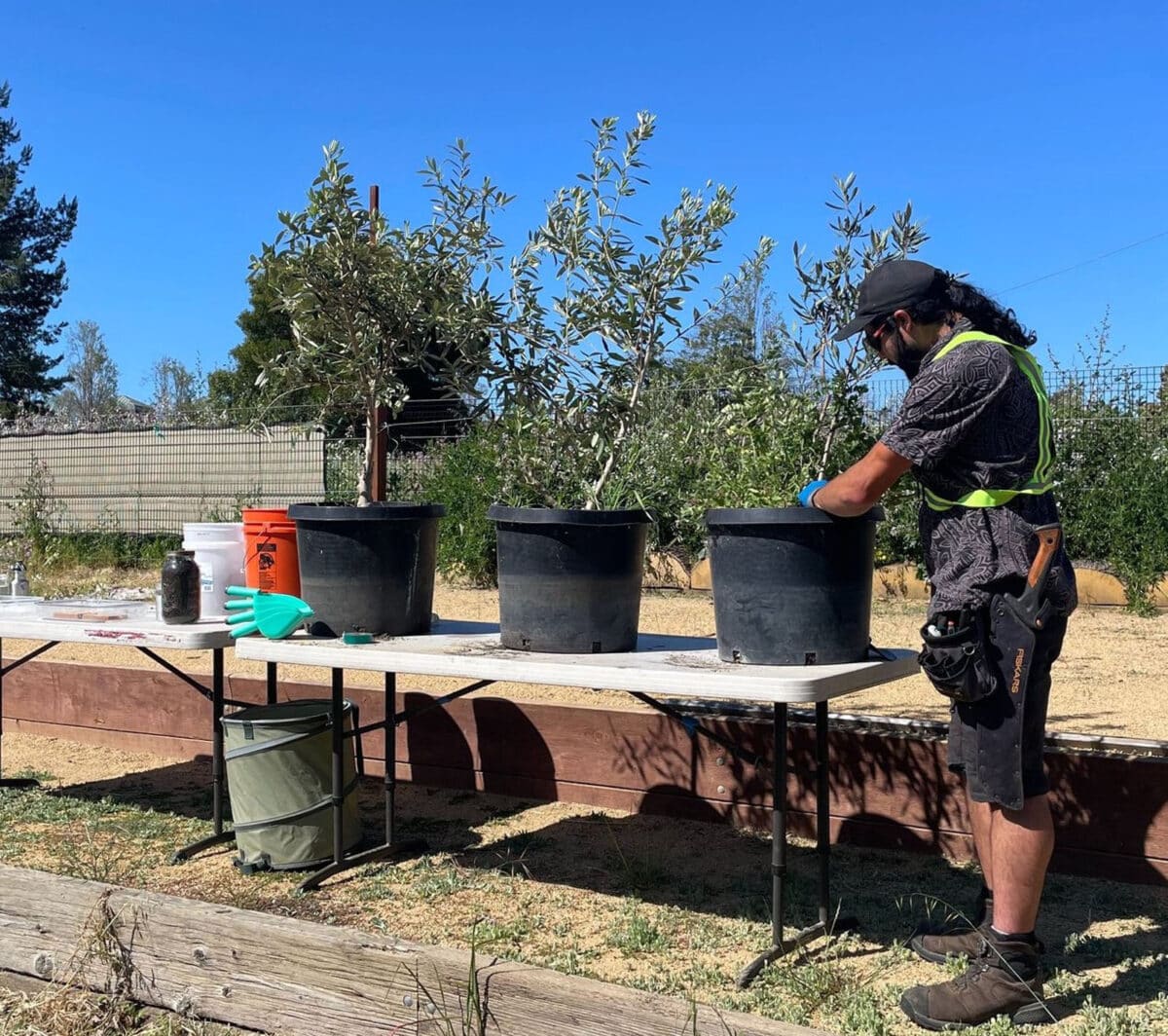 Alameda Post - a man in work clothes pots trees 