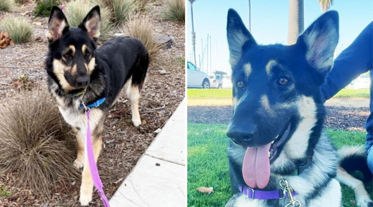 Alameda Post - Starr, a small German shepherd