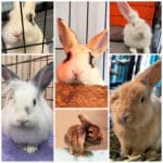 Alameda Post - six adoptable rabbits
