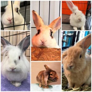 Alameda Post - six adoptable rabbits