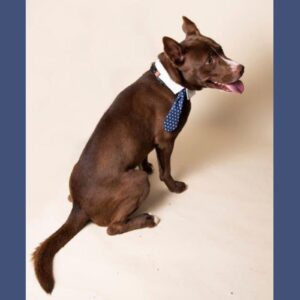 Alameda Post - Henley the adoptable dog wears a tie during a photo shoot