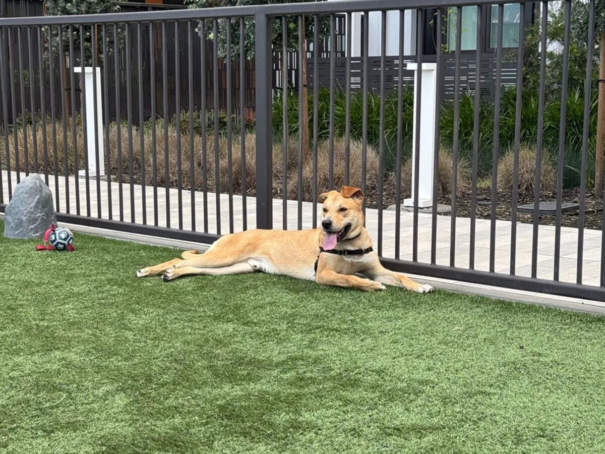 Alameda Post - the dog Tariq lounges in the grass
