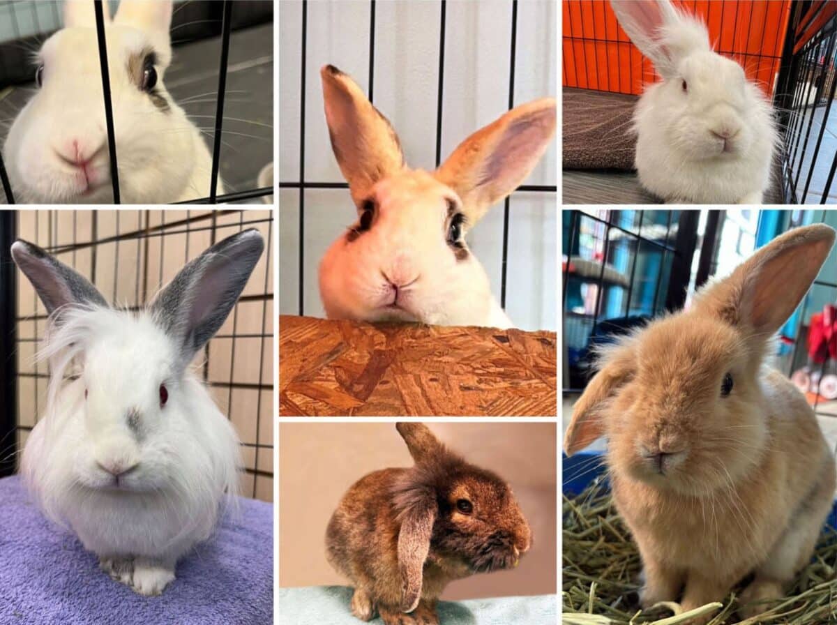 Alameda Post - six adoptable rabbits