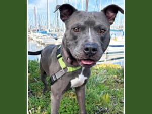 Alameda Post - Tupac the grey and white mixed breed dog