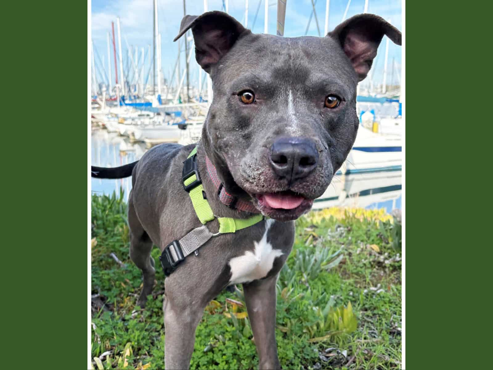 Too Cute Tupac - Alameda Post