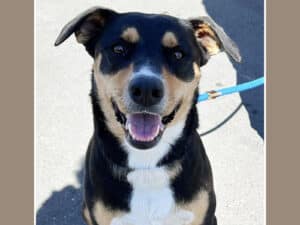 Alameda Post - Maya the adoptable black, white, and tan dog