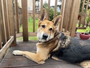 Alameda Post - Mouf the dog sits on a porch