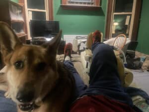 Alameda Post - Mouf the dog sits on his human's bed while his human's leg is propped up after surgery